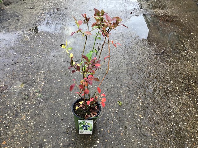 5 bessenstruiken - afbeelding 2 van  9