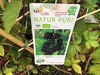 5 bessenstruiken - afbeelding 6 van  9