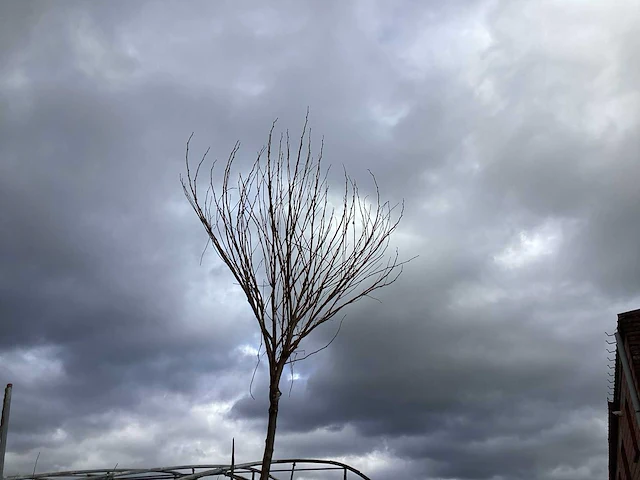 5 bomen mix: 1 robinia,1 catalpa, 1 prunus roseum, 1 plantaan, 1 prunus nigra. - afbeelding 1 van  2