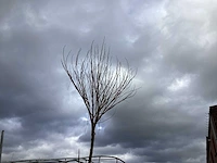 5 bomen mix: 1 robinia,1 catalpa, 1 prunus roseum, 1 plantaan, 1 prunus nigra.