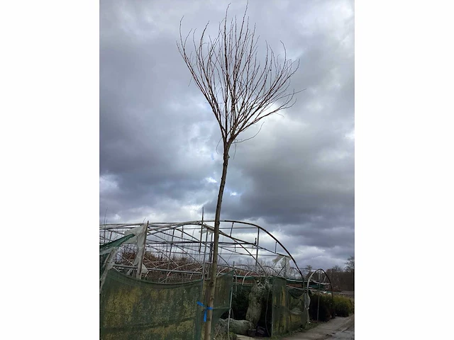 5 bomen mix: 1 robinia,1 catalpa, 1 prunus roseum, 1 plantaan, 1 prunus nigra. - afbeelding 2 van  2