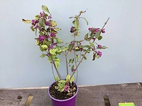 5 callicarpa - afbeelding 1 van  2