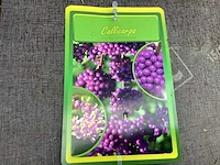 5 callicarpa - afbeelding 2 van  2