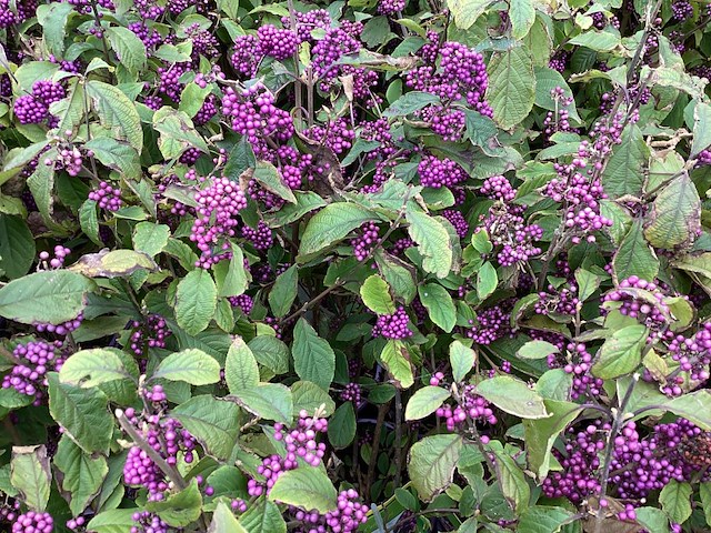 5 callicarpa - afbeelding 1 van  2