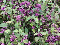 5 callicarpa - afbeelding 1 van  2