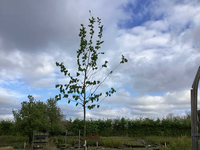 5 carpinus betulus - afbeelding 1 van  2