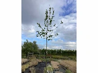 5 carpinus betulus - afbeelding 2 van  2