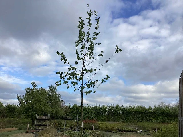 5 carpinus betulus - afbeelding 1 van  2