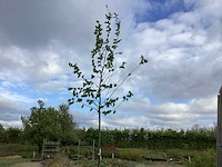 5 carpinus betulus - afbeelding 1 van  2