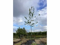 5 carpinus betulus - afbeelding 2 van  2