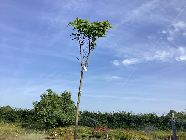 5 catalpa bungeii - afbeelding 1 van  2