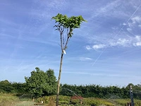 5 catalpa bungeii - afbeelding 1 van  2