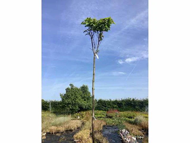 5 catalpa bungeii - afbeelding 2 van  2