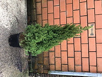 5 conica 80-100 - afbeelding 2 van  2