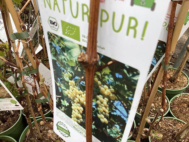 5 druiven - afbeelding 2 van  2