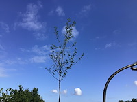 5 els - afbeelding 1 van  2