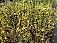 5 forsythia - afbeelding 1 van  2