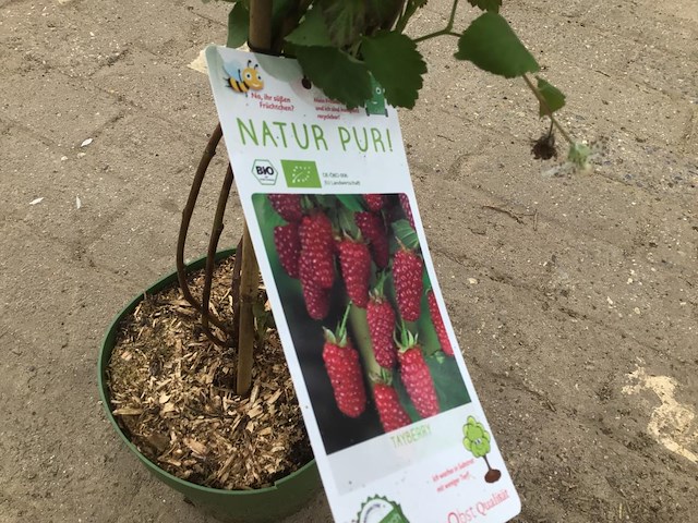 5 frambozen - afbeelding 1 van  1