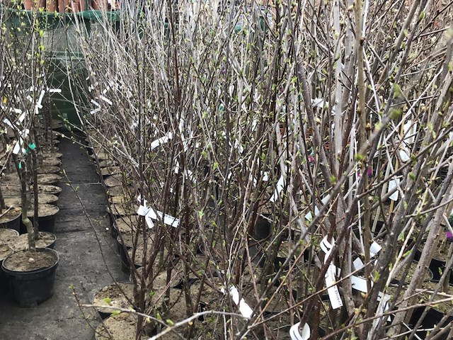 5 fruitstam mix - afbeelding 1 van  1