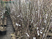 5 fruitstam mix - afbeelding 1 van  1