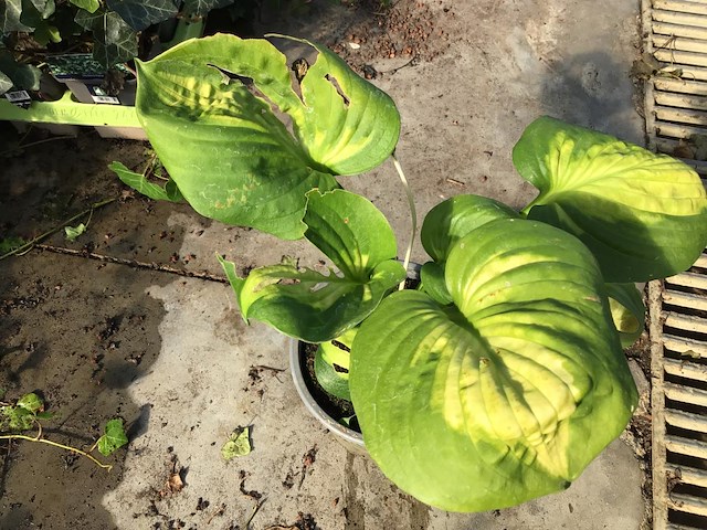 5 hosta - afbeelding 1 van  1