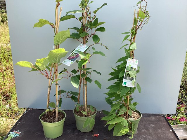 5 kiwi mix - afbeelding 4 van  4