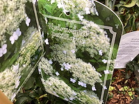 5 klimhortensia - afbeelding 1 van  2