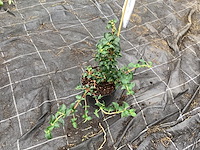 5 klimhortensia - afbeelding 2 van  2