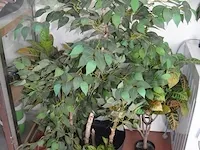 5 kunstof sierplanten in pot - afbeelding 1 van  8