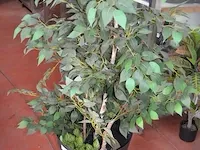 5 kunstof sierplanten in pot - afbeelding 3 van  8