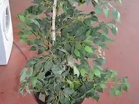 5 kunstof sierplanten in pot - afbeelding 4 van  8