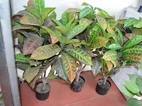 5 kunstof sierplanten in pot - afbeelding 5 van  8