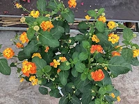 5 lantana - afbeelding 1 van  3