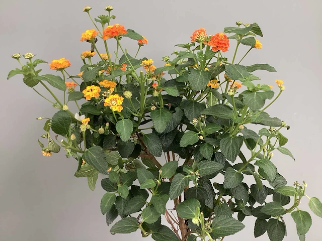 5 lantana - afbeelding 3 van  3