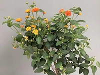 5 lantana - afbeelding 3 van  3