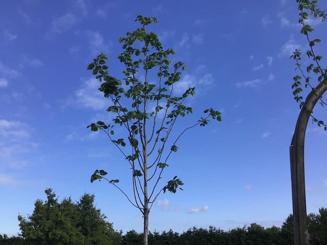 5 linde - afbeelding 1 van  2