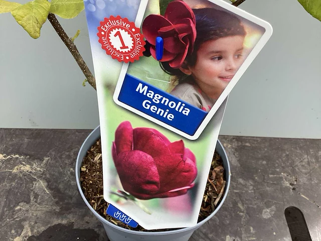 5 magnolia - afbeelding 1 van  2