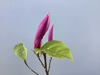 5 magnolia - afbeelding 3 van  4