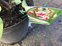 5 magnolia - afbeelding 1 van  2