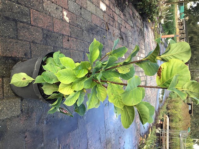 5 magnolia - afbeelding 2 van  2