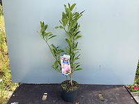 5 magnolia - afbeelding 1 van  1