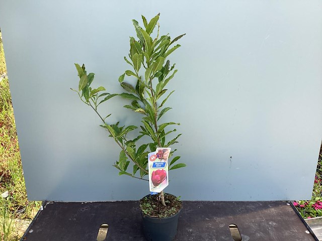 5 magnolia - afbeelding 1 van  1