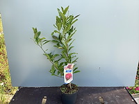 5 magnolia - afbeelding 1 van  1