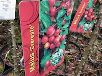 5 malus sierappelstam - afbeelding 1 van  4