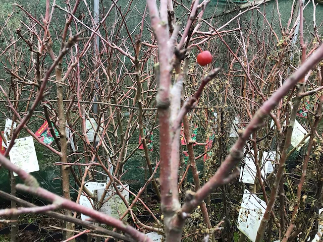 5 malus sierappelstam - afbeelding 2 van  4