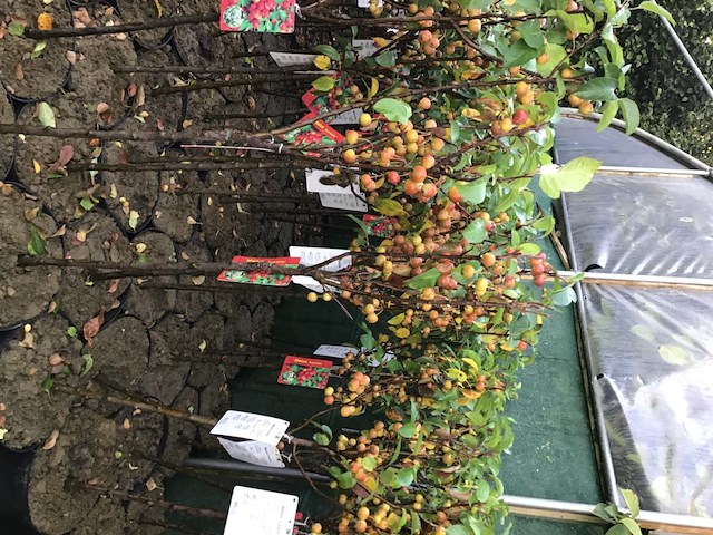 5 malus sierappelstam - afbeelding 2 van  2