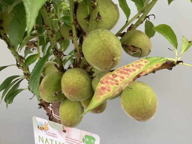 5 nectarine - afbeelding 1 van  4