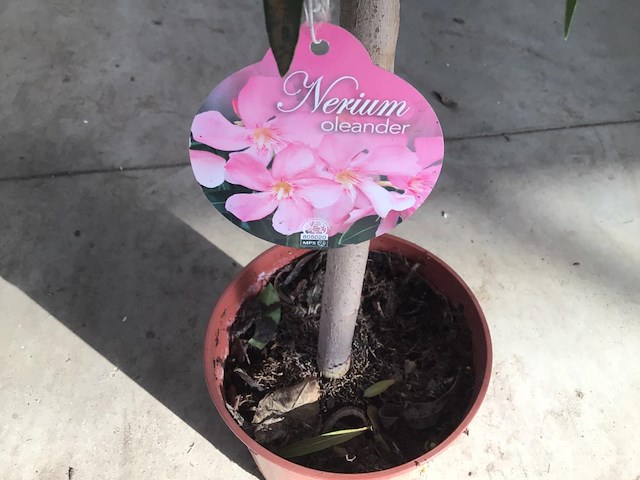 5 oleanderstammen - afbeelding 1 van  2