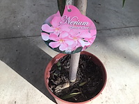 5 oleanderstammen - afbeelding 1 van  2