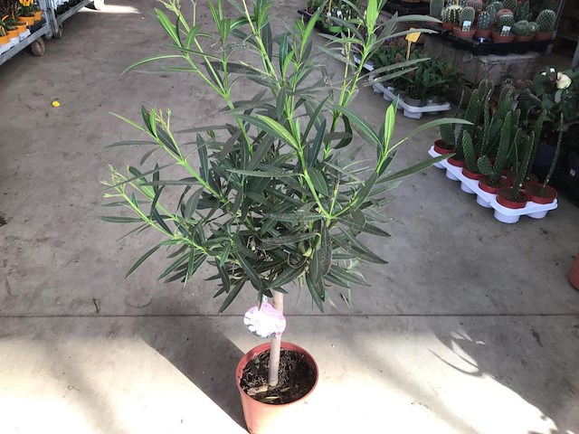 5 oleanderstammen - afbeelding 2 van  2